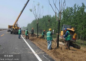 渭河护坡绿化工程施工